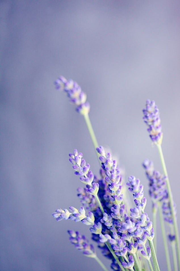 Lavendel: hoe en wat? 
